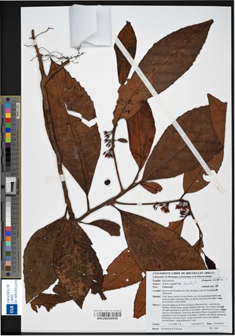 Ardisia batangaensis