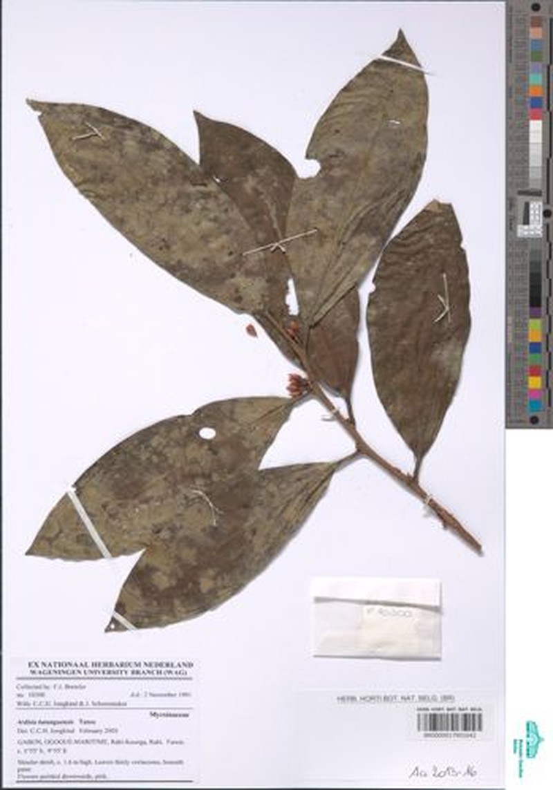 Ardisia batangaensis photo 2