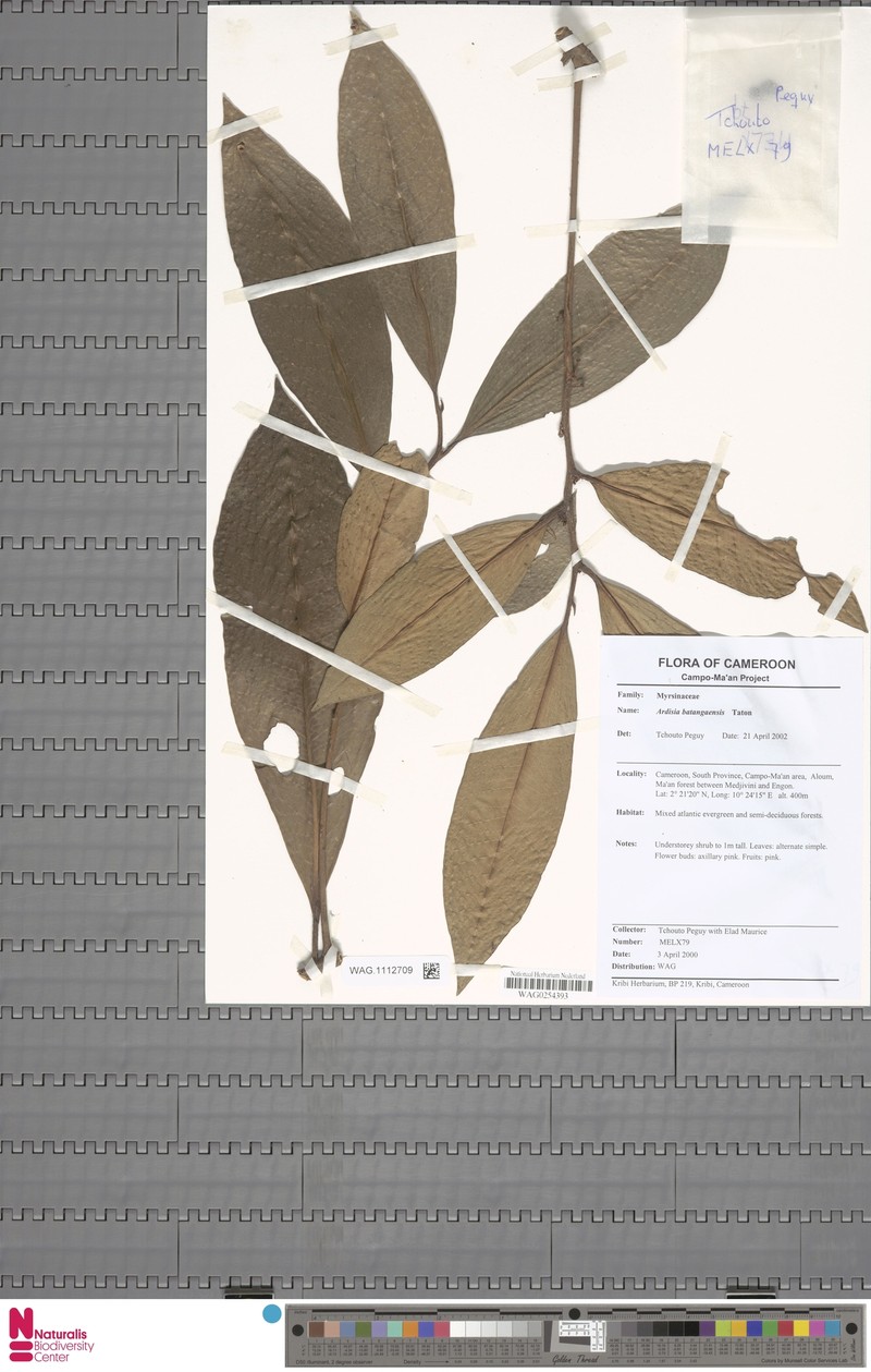 Ardisia batangaensis photo 3