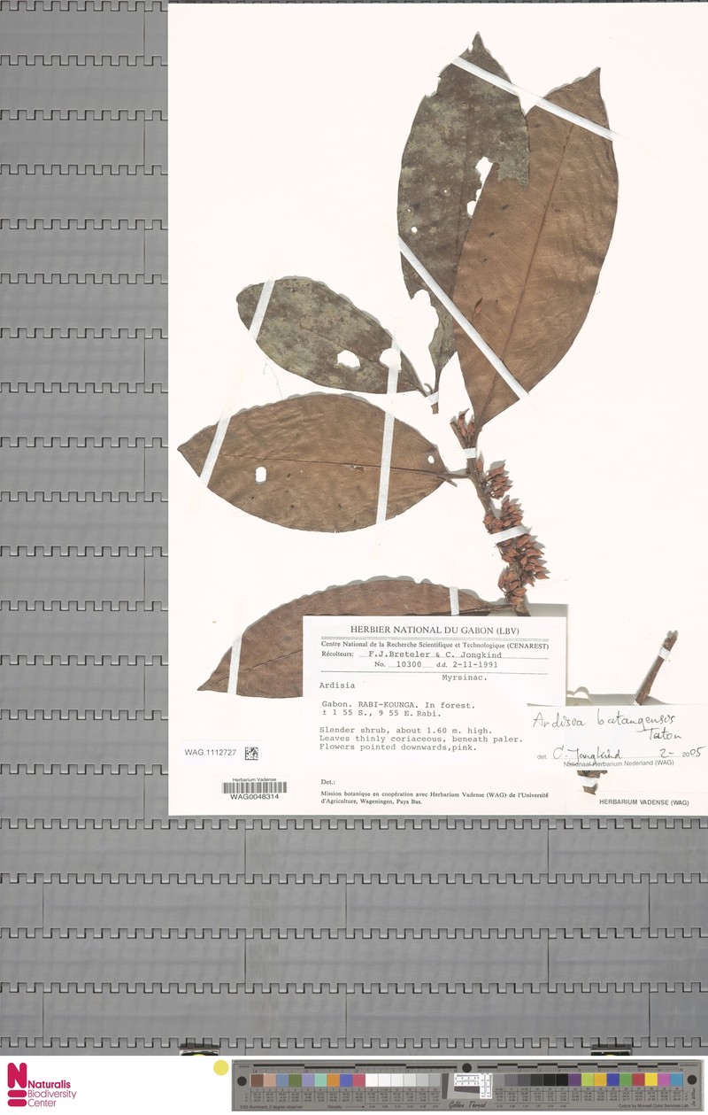 Ardisia batangaensis photo 6