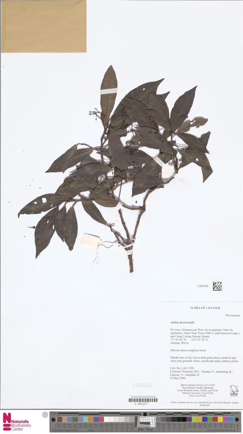 Ardisia baviensis