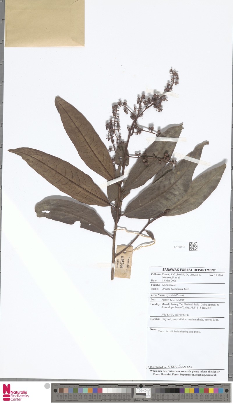 Ardisia beccariana