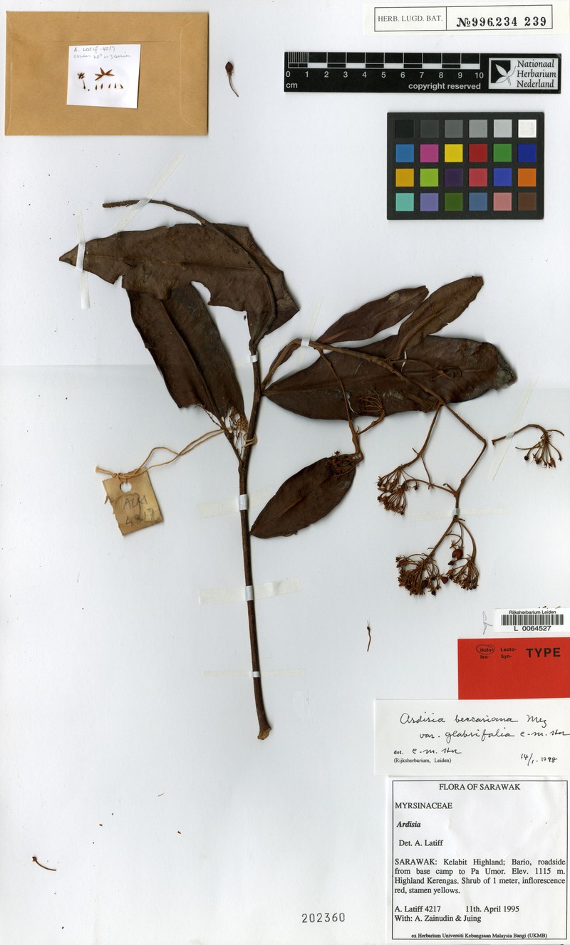 Ardisia beccariana photo 2