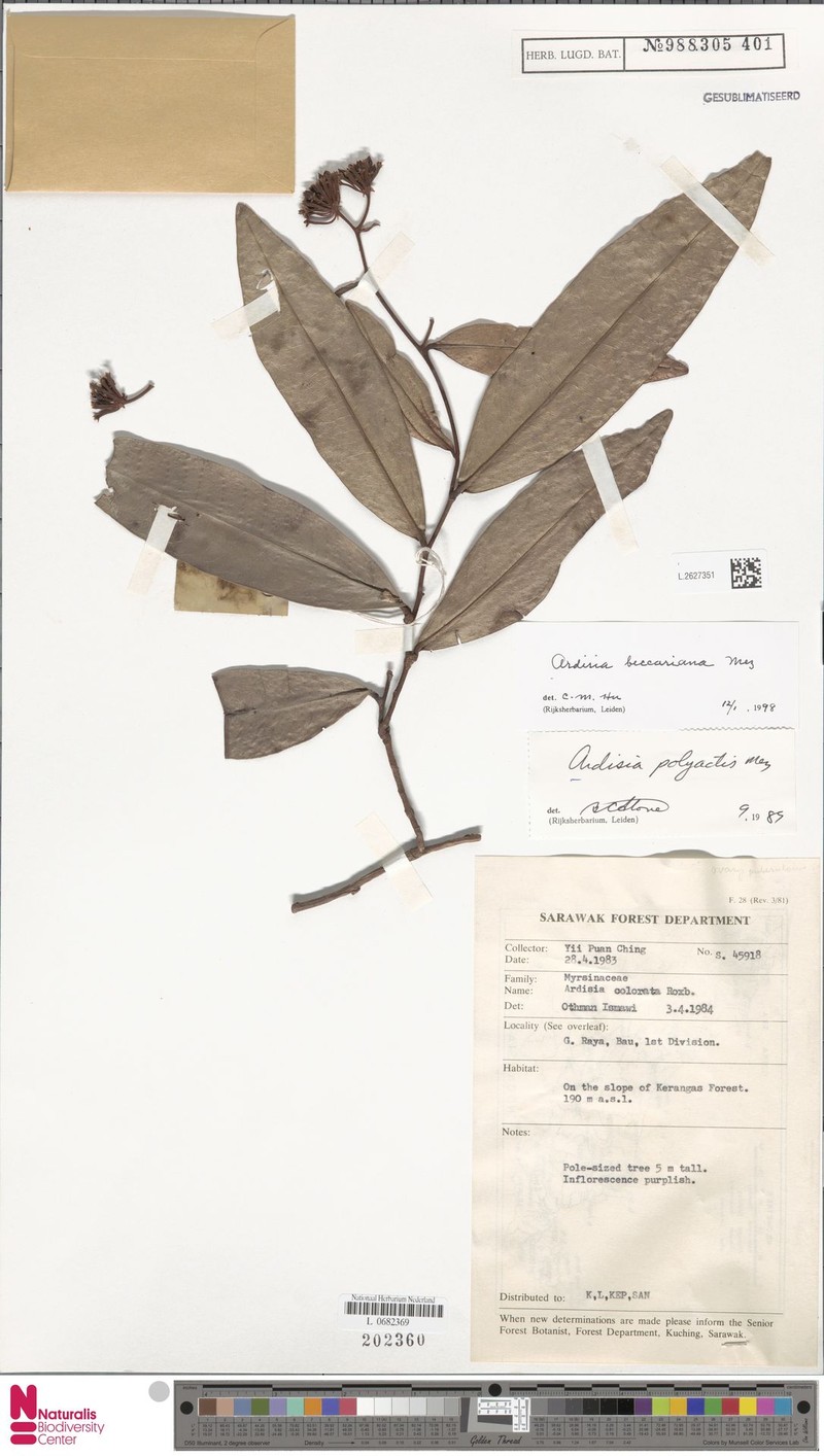 Ardisia beccariana photo 3
