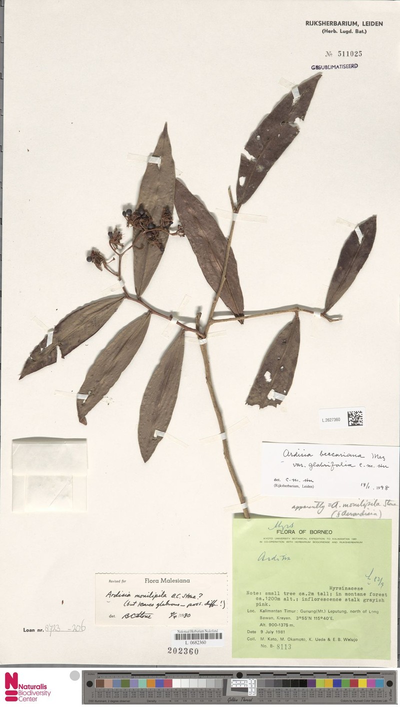 Ardisia beccariana photo 4