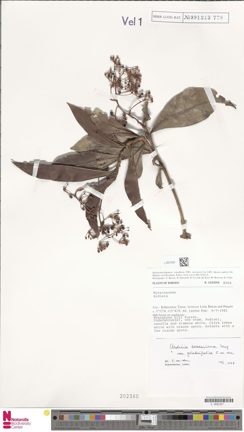 Ardisia beccariana photo 5