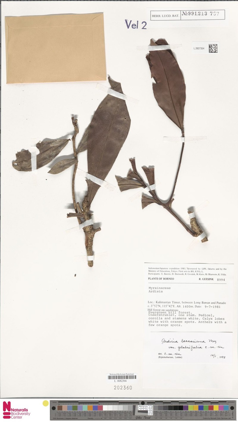 Ardisia beccariana photo 6