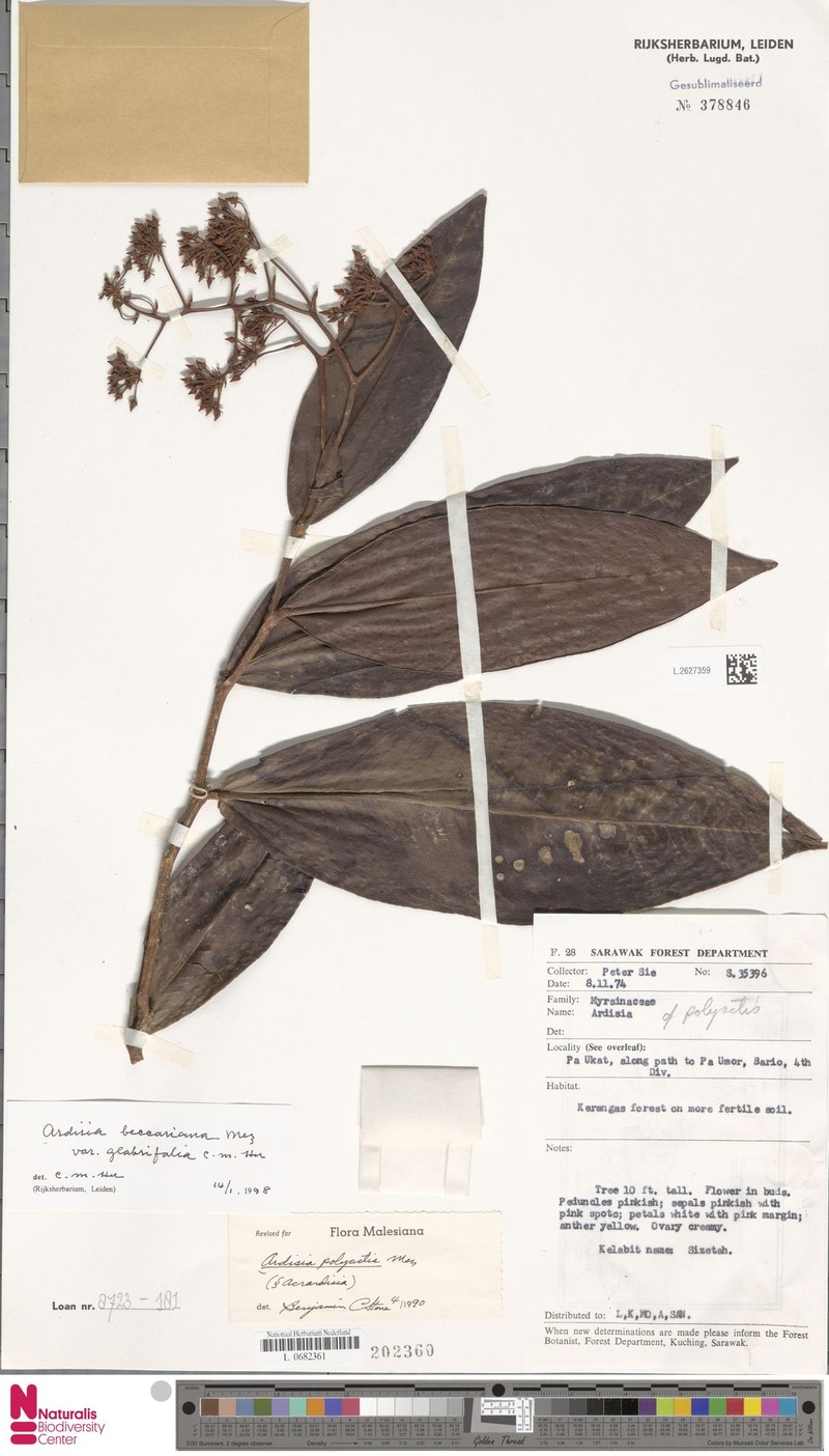 Ardisia beccariana photo 7