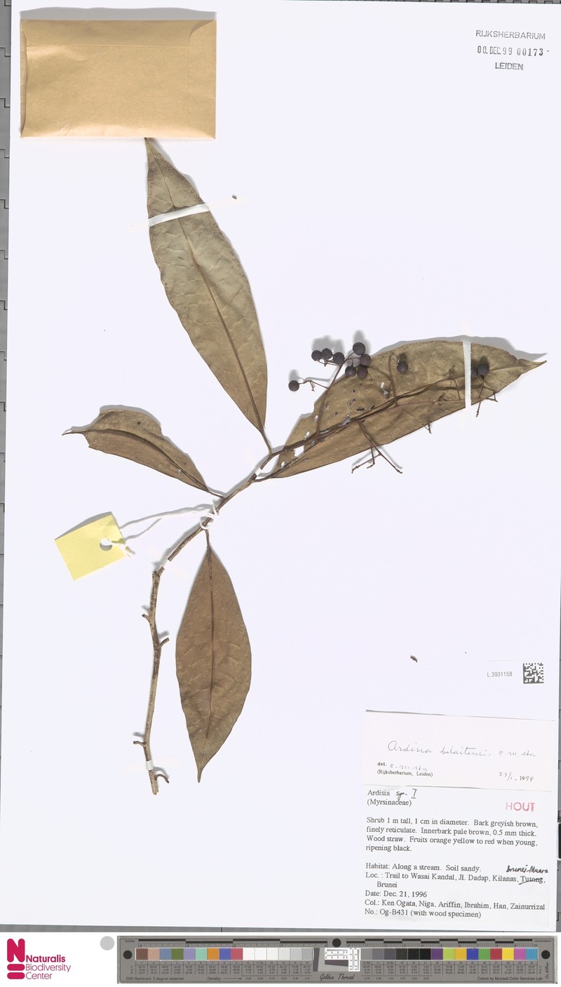 Ardisia belaitensis