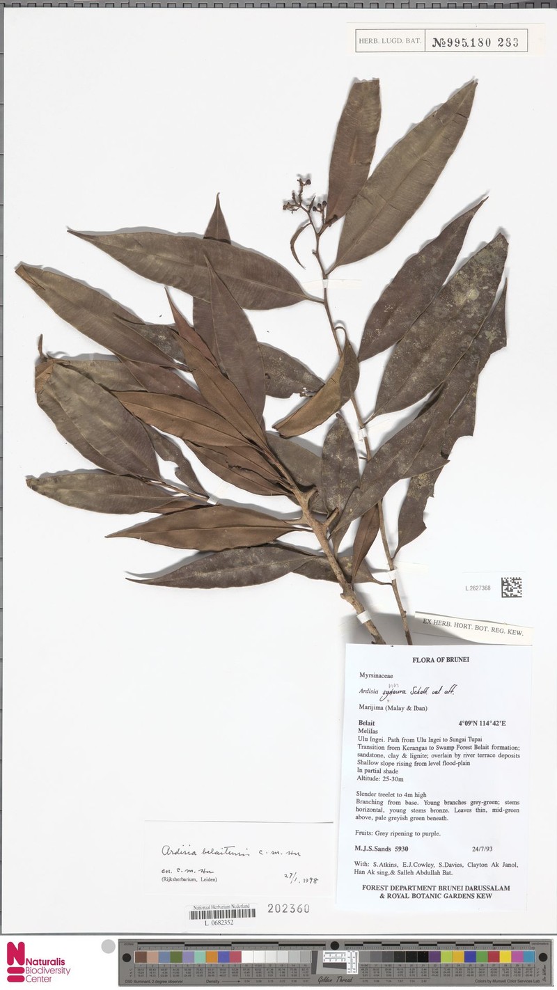 Ardisia belaitensis photo 2