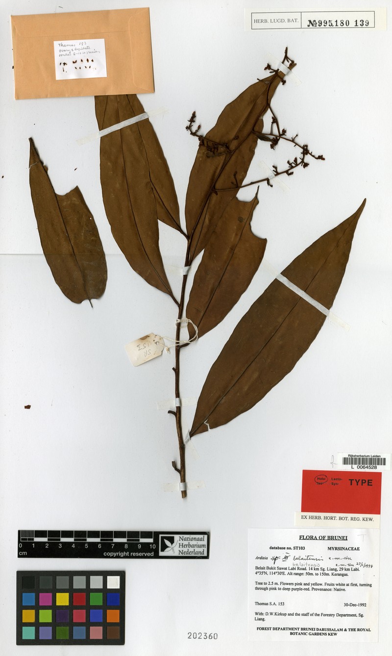 Ardisia belaitensis photo 3