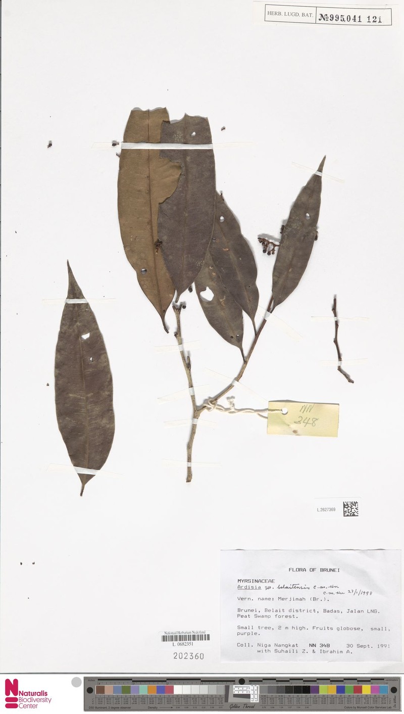 Ardisia belaitensis photo 4