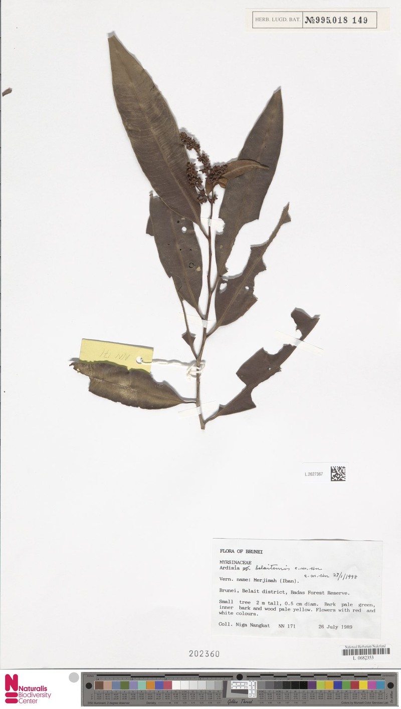 Ardisia belaitensis photo 5