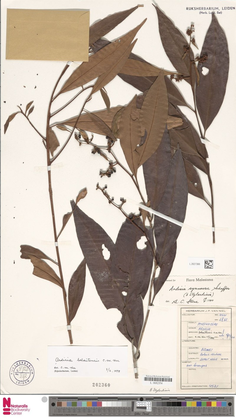 Ardisia belaitensis photo 6