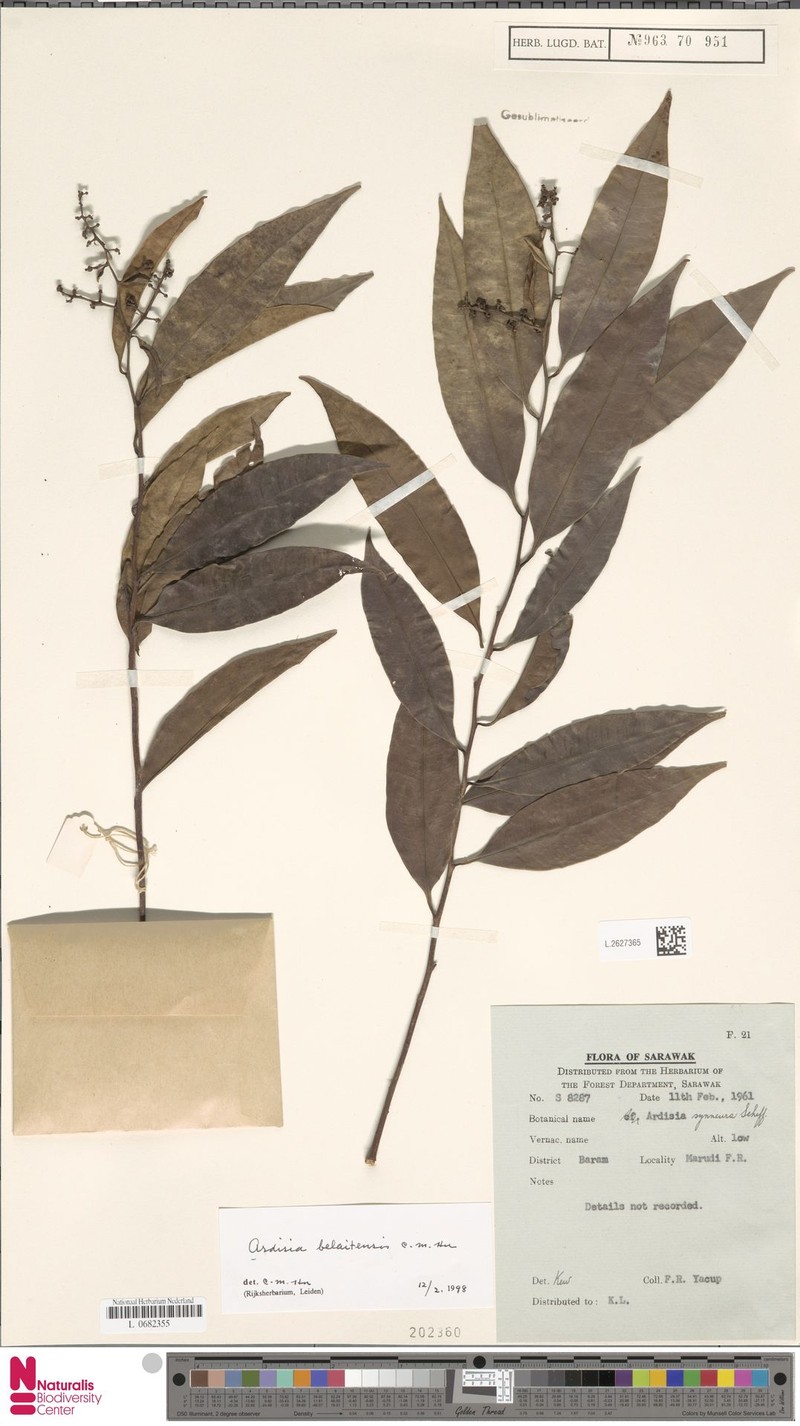 Ardisia belaitensis photo 7