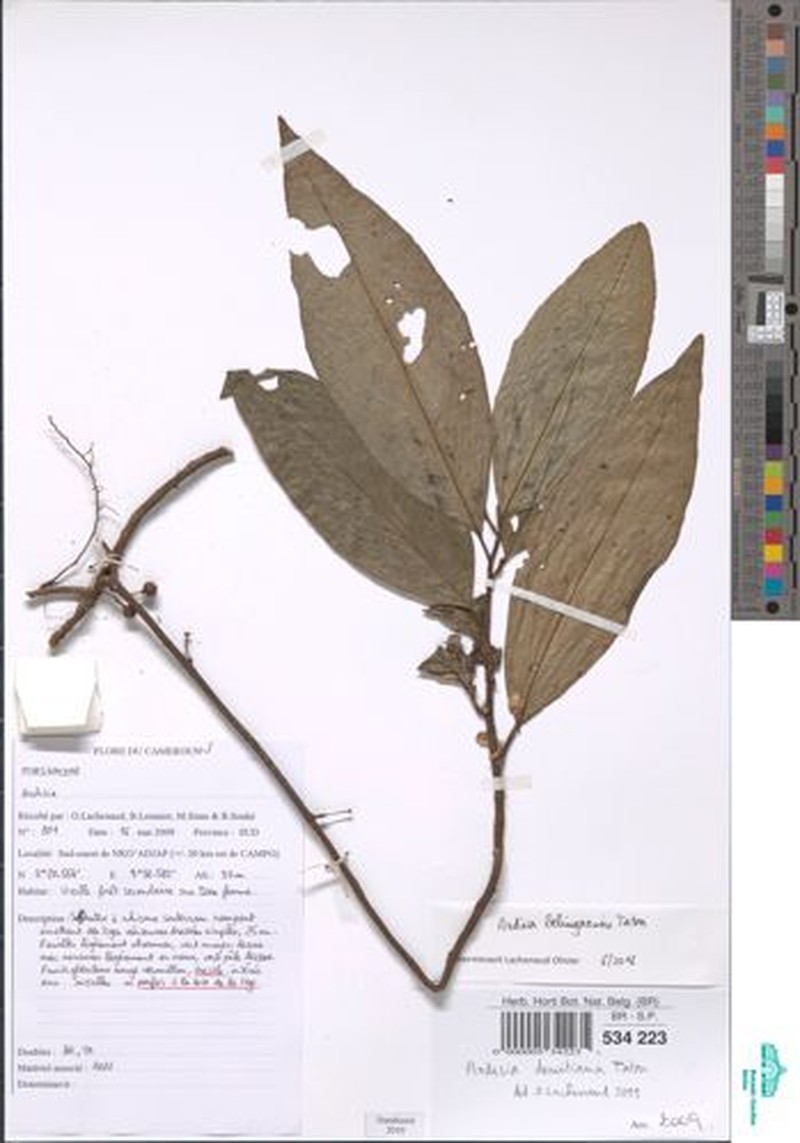 Ardisia belingaensis