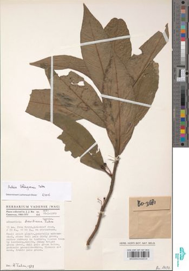 Ardisia belingaensis photo 2
