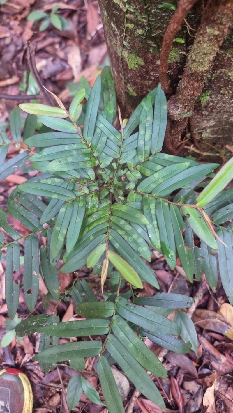 Ardisia bifaria photo 2
