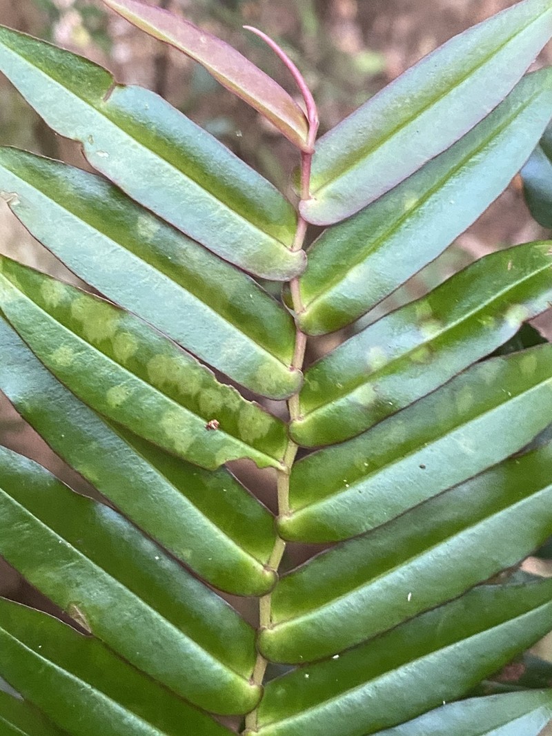 Ardisia bifaria photo 3