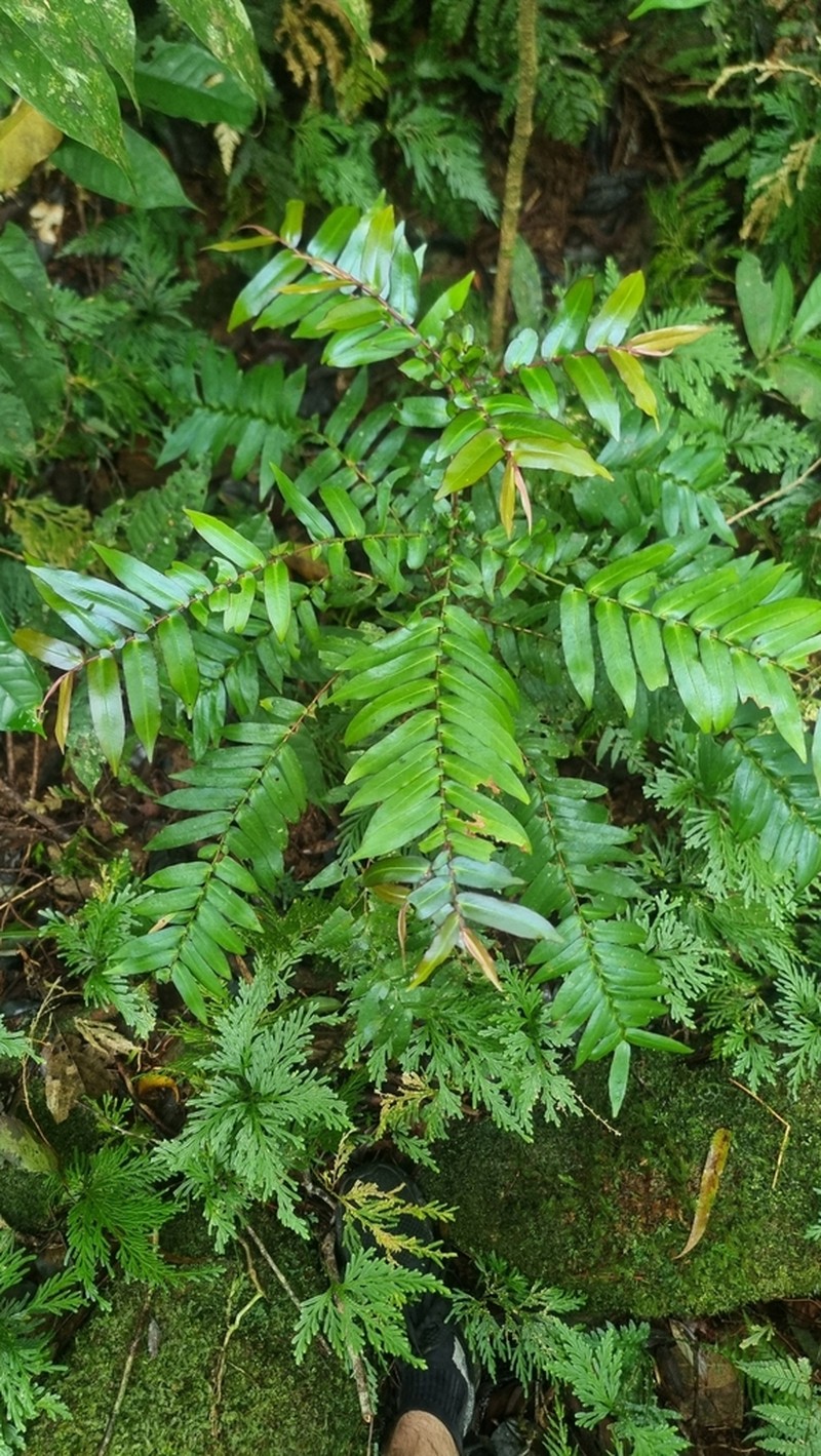 Ardisia bifaria photo 4