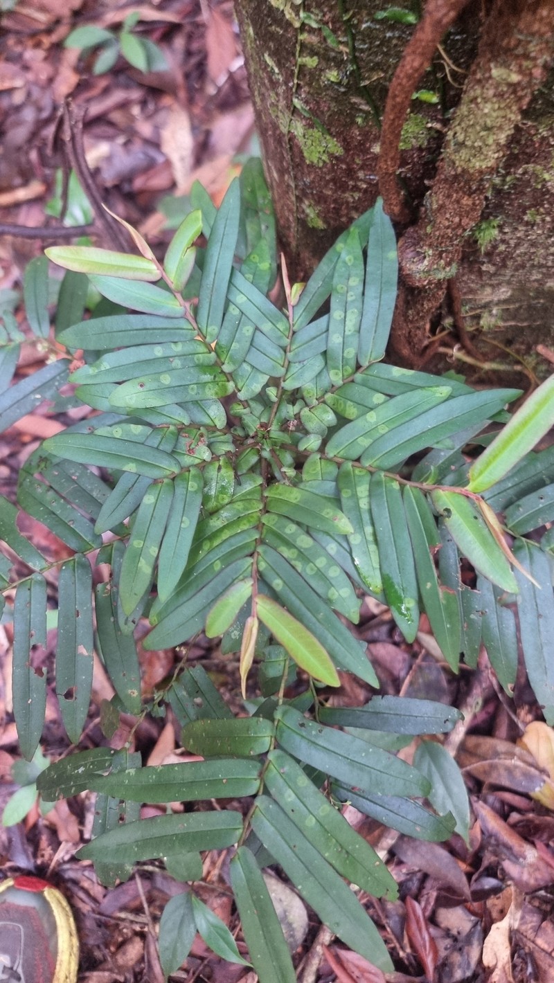 Ardisia bifaria photo 5
