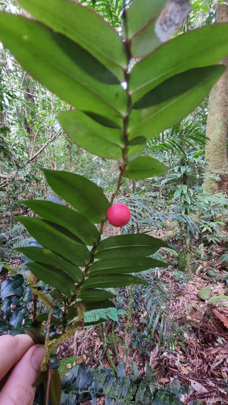 Ardisia bifaria photo 6