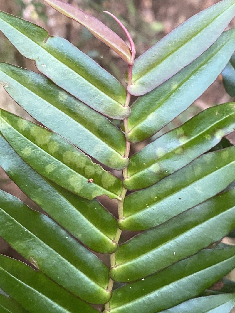 Ardisia bifaria photo 7