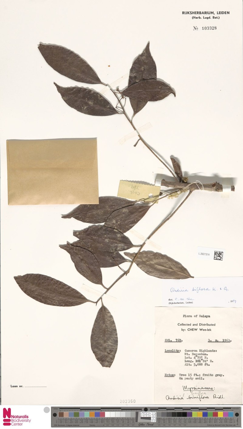 Ardisia biflora