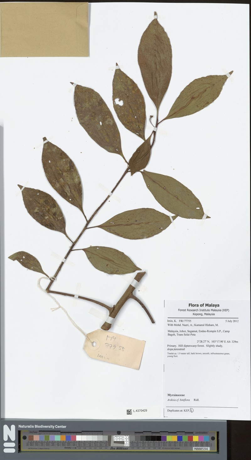 Ardisia biniflora