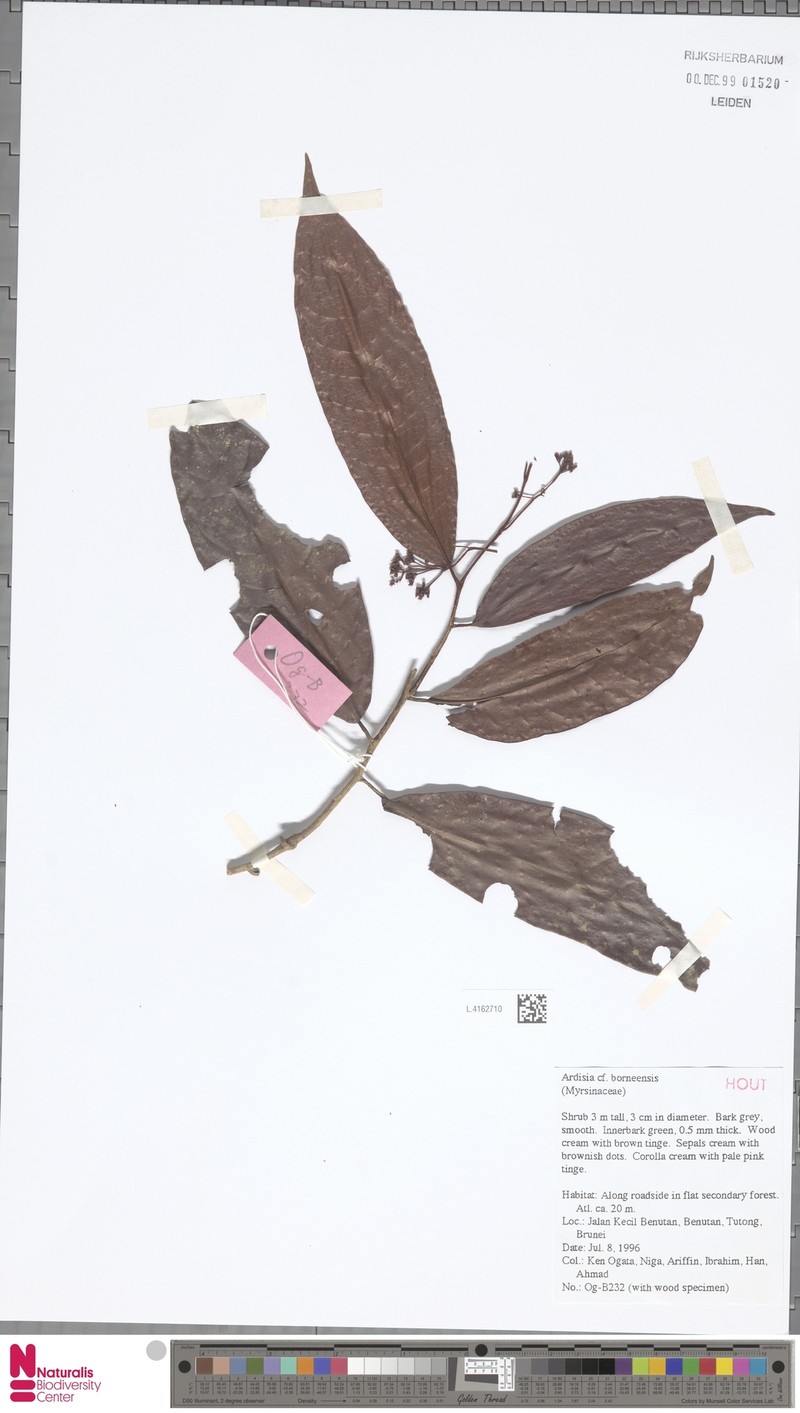 Ardisia borneensis