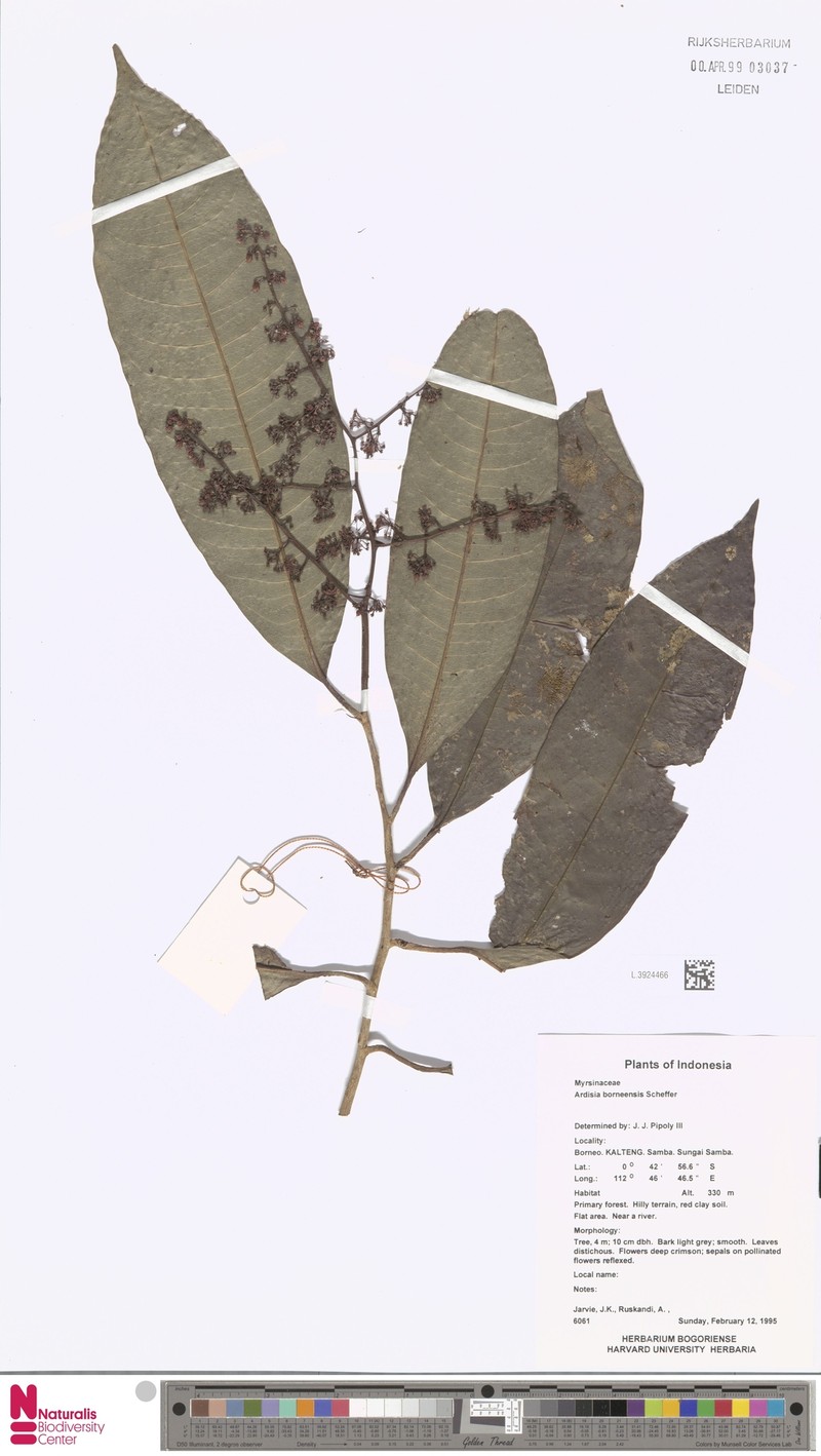 Ardisia borneensis photo 2