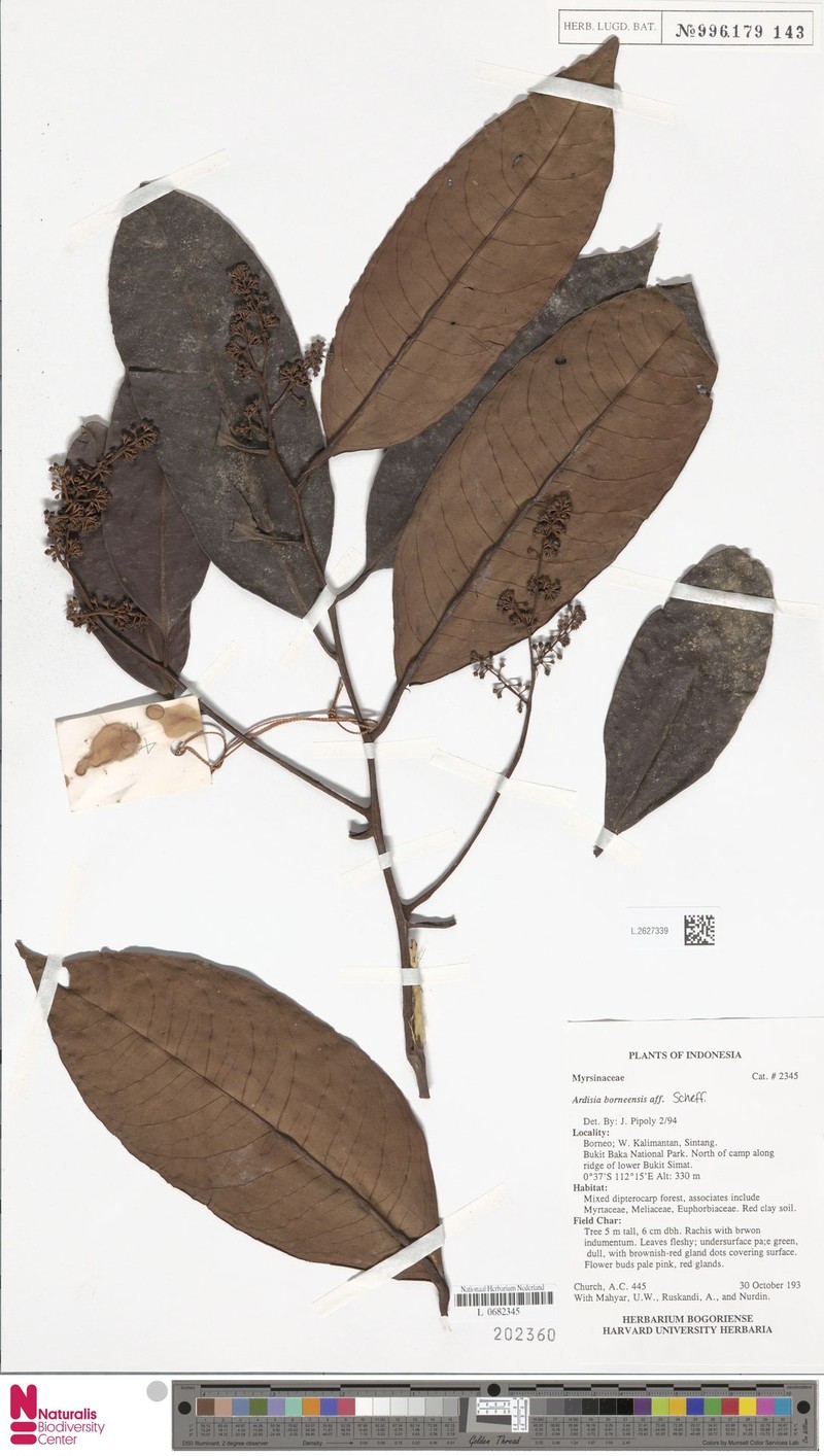 Ardisia borneensis photo 3
