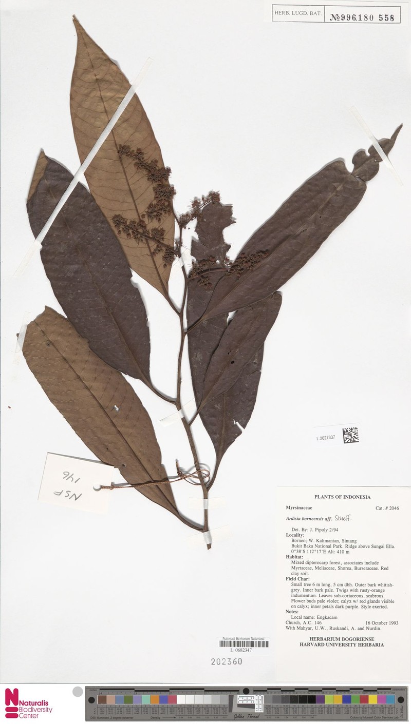 Ardisia borneensis photo 4