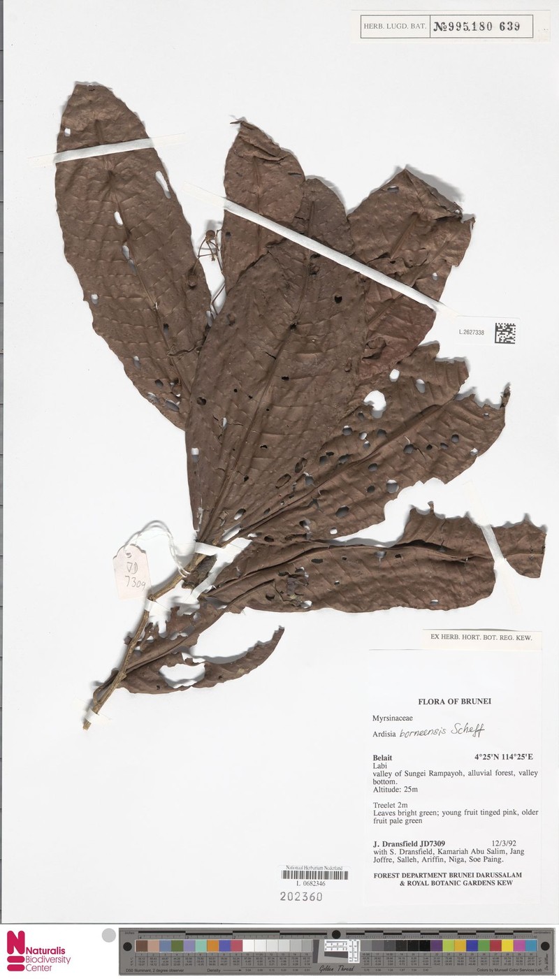 Ardisia borneensis photo 5