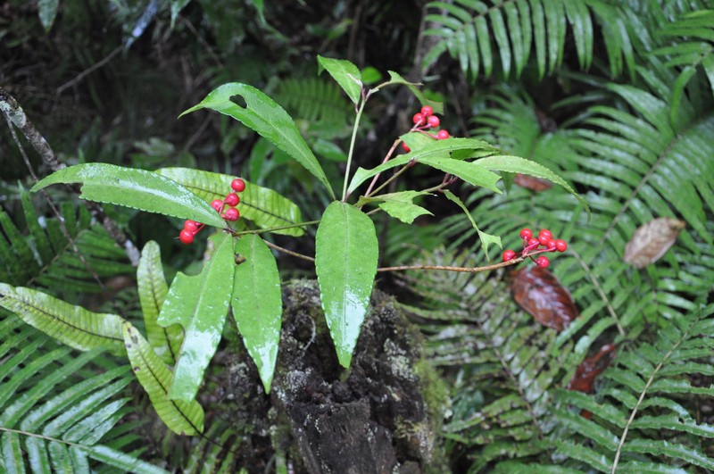 Ardisia botryosa