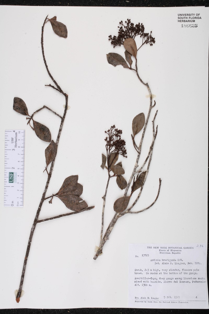Ardisia brachypoda