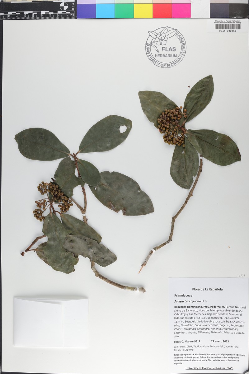 Ardisia brachypoda photo 2