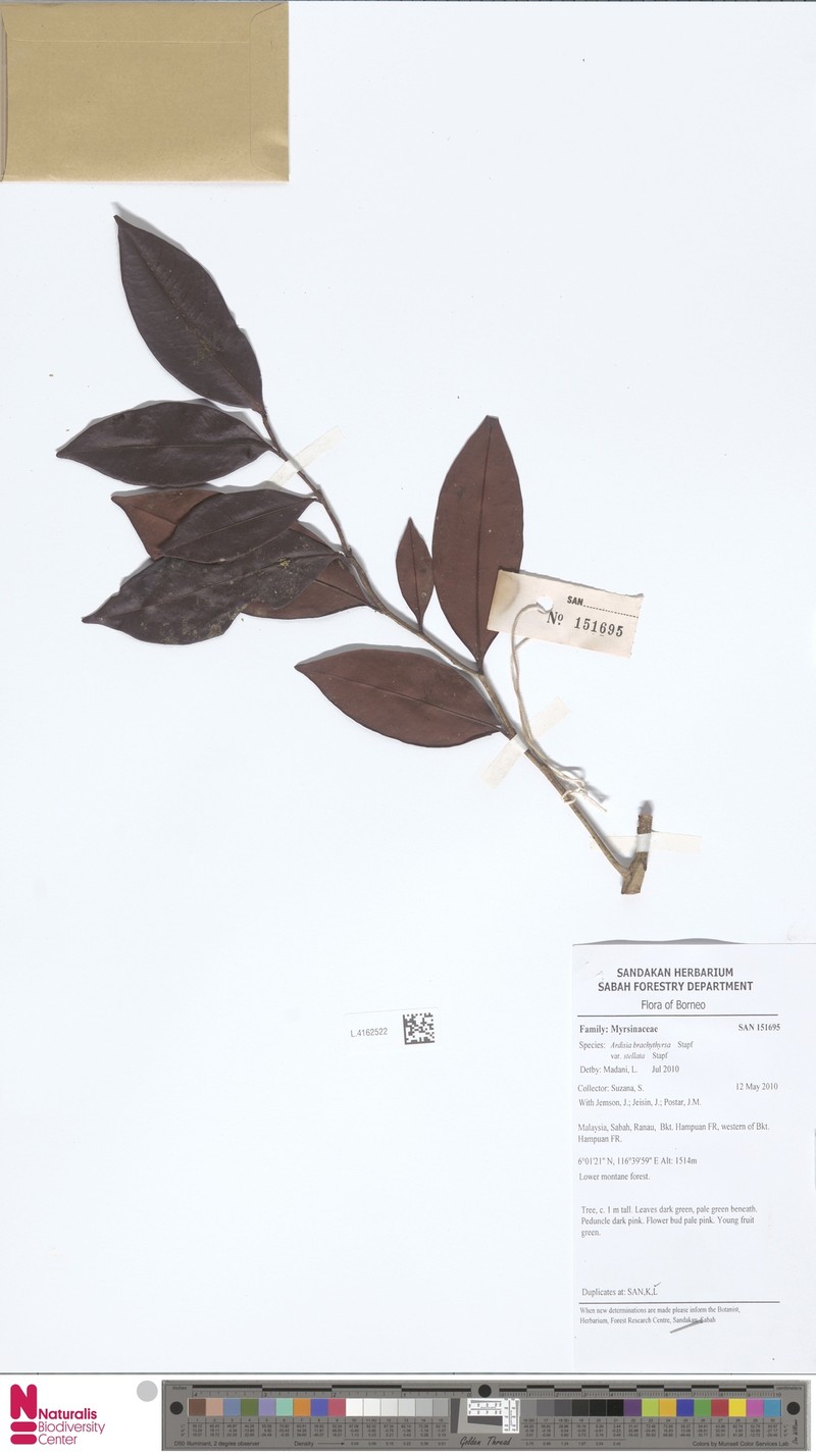 Ardisia brachythyrsa