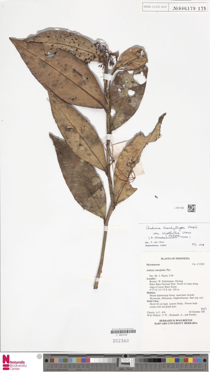 Ardisia brachythyrsa photo 2