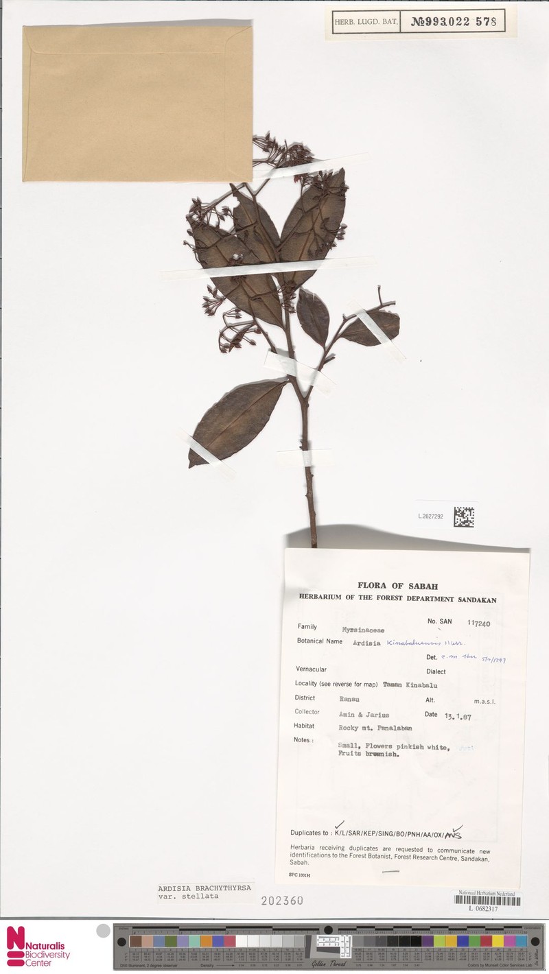 Ardisia brachythyrsa photo 3