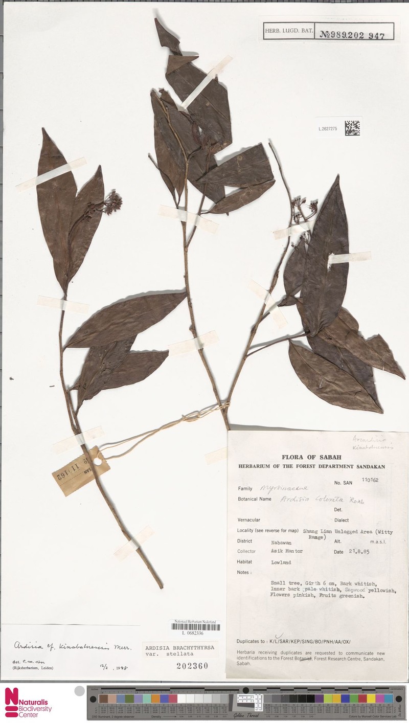 Ardisia brachythyrsa photo 4