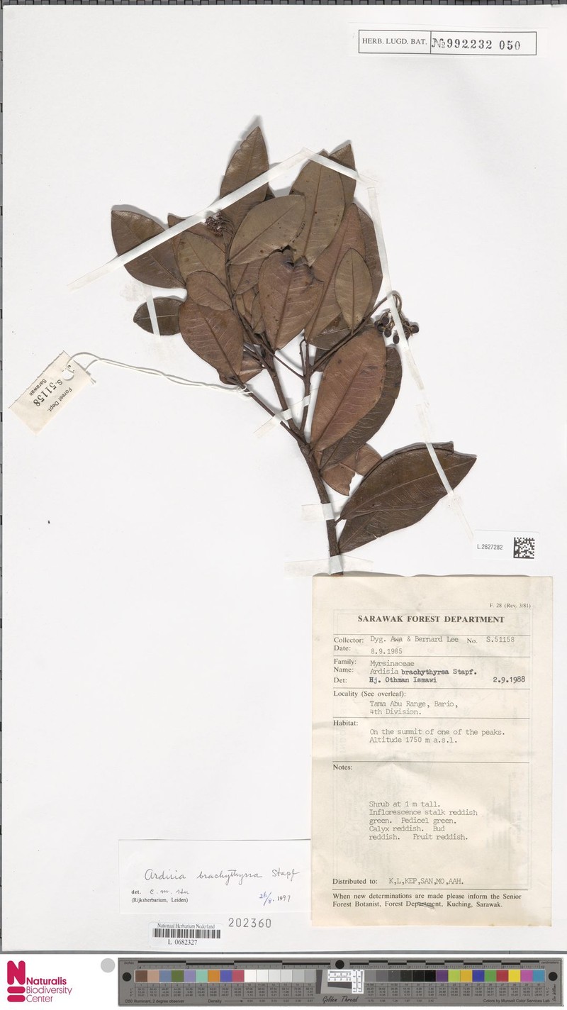 Ardisia brachythyrsa photo 5