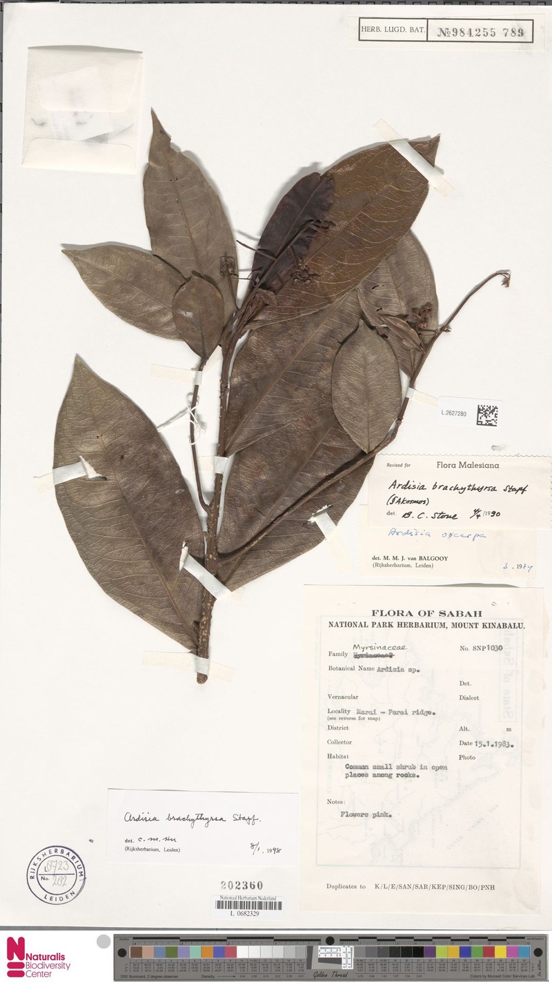 Ardisia brachythyrsa photo 6
