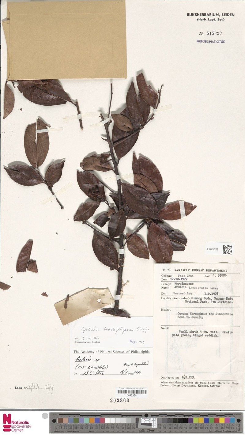 Ardisia brachythyrsa photo 7