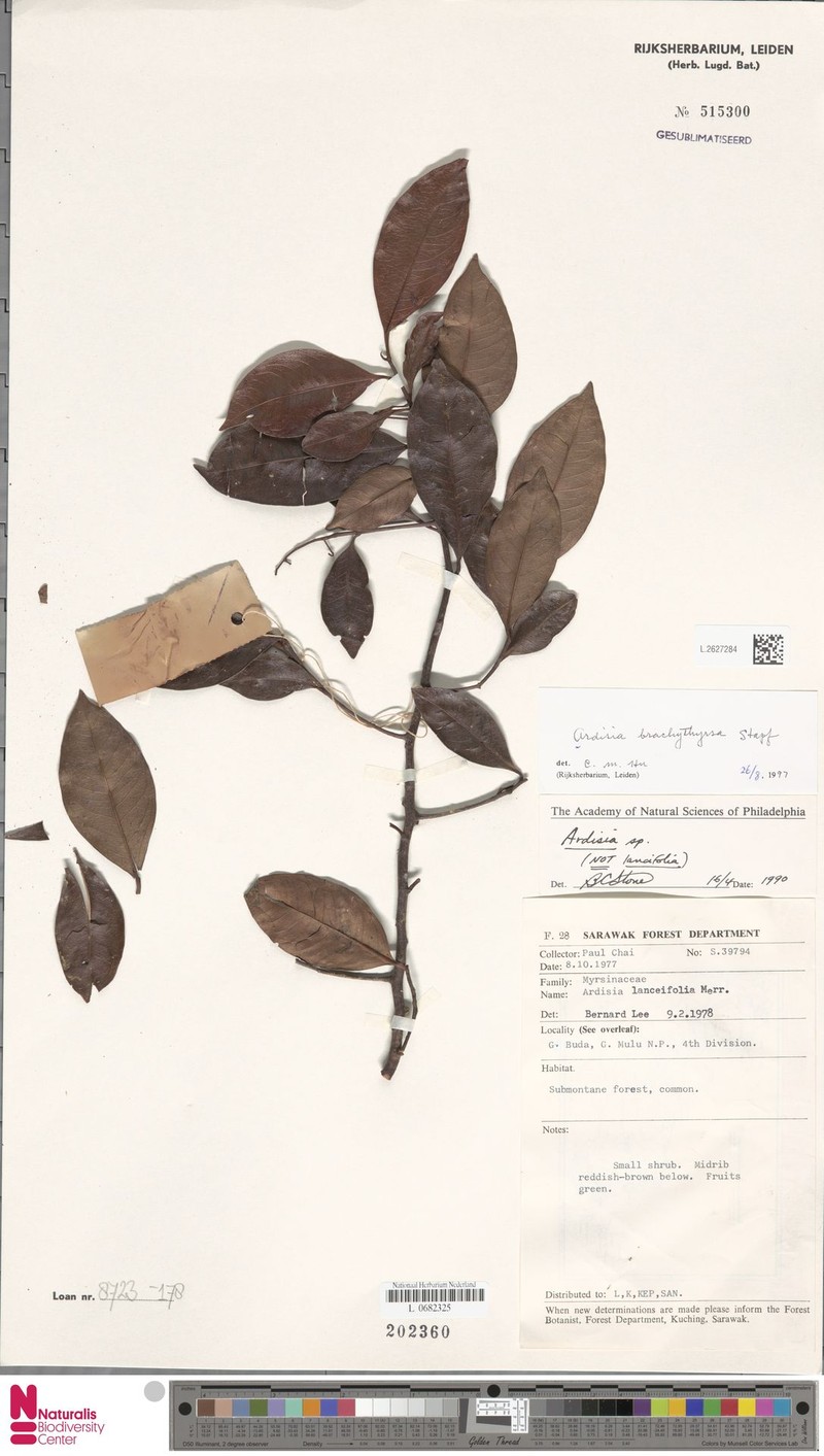 Ardisia brachythyrsa photo 8