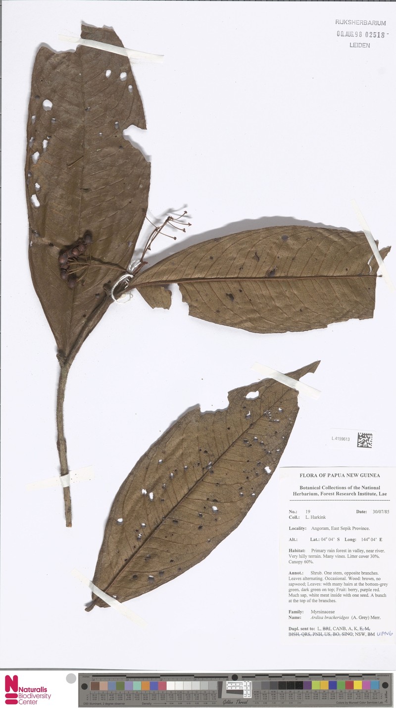 Ardisia brackenridgei