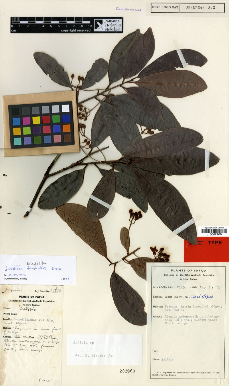 Ardisia brassiella