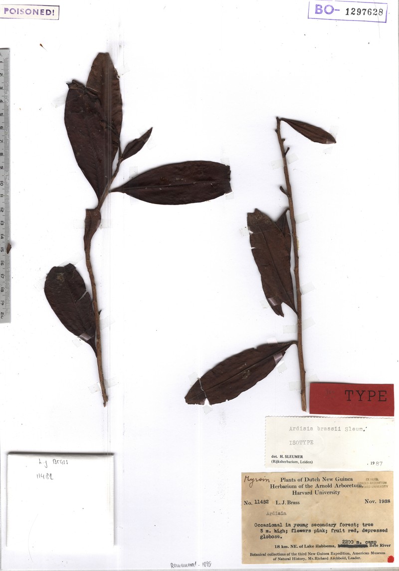 Ardisia brassii
