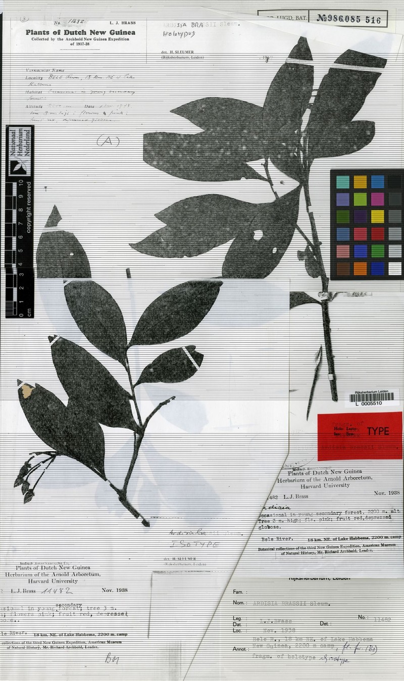 Ardisia brassii photo 2