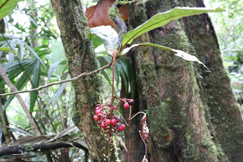 Ardisia brenesii photo 2
